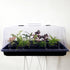 Propagation Box - Plantsmith | Indoor Plants Melbourne